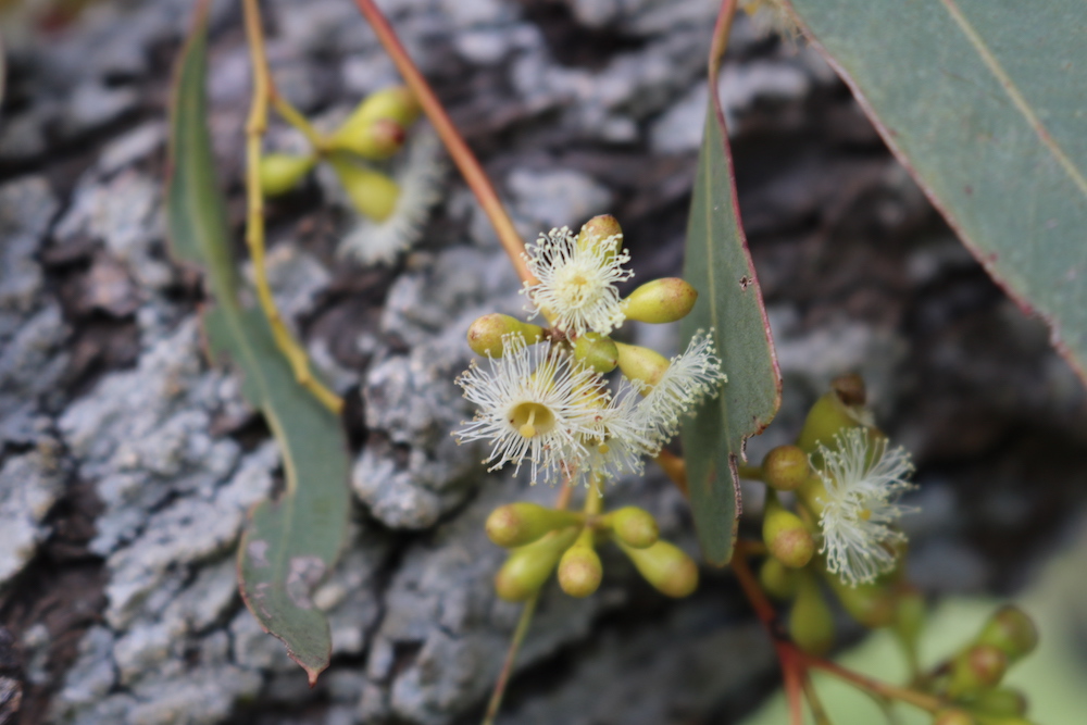 Eucalyptus crebra flower - Hunter Region Landcare Network - 1