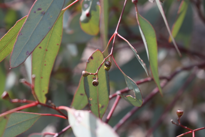 Eucalyptus nubila fruit 4 - Hunter Region Landcare
