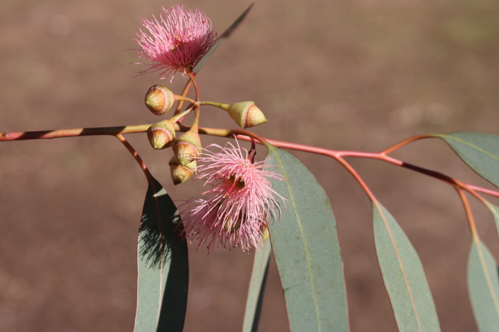 Eucalyptus sideroxylon flowers 2