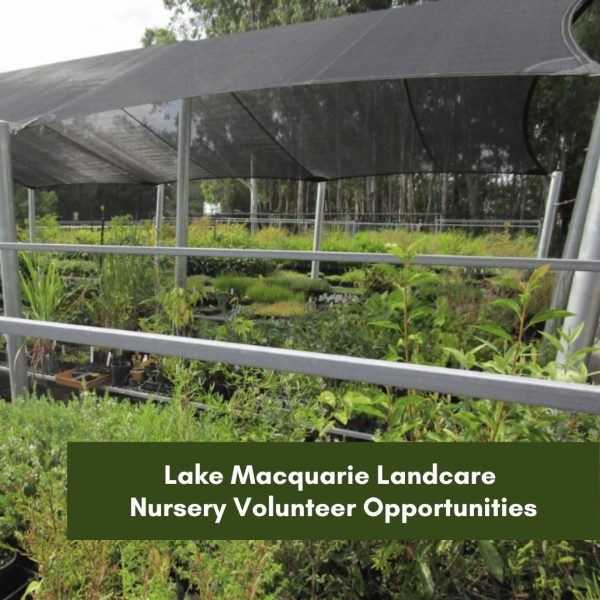 Lake Macquarie Landcare Nursery Volunteer Opportunities