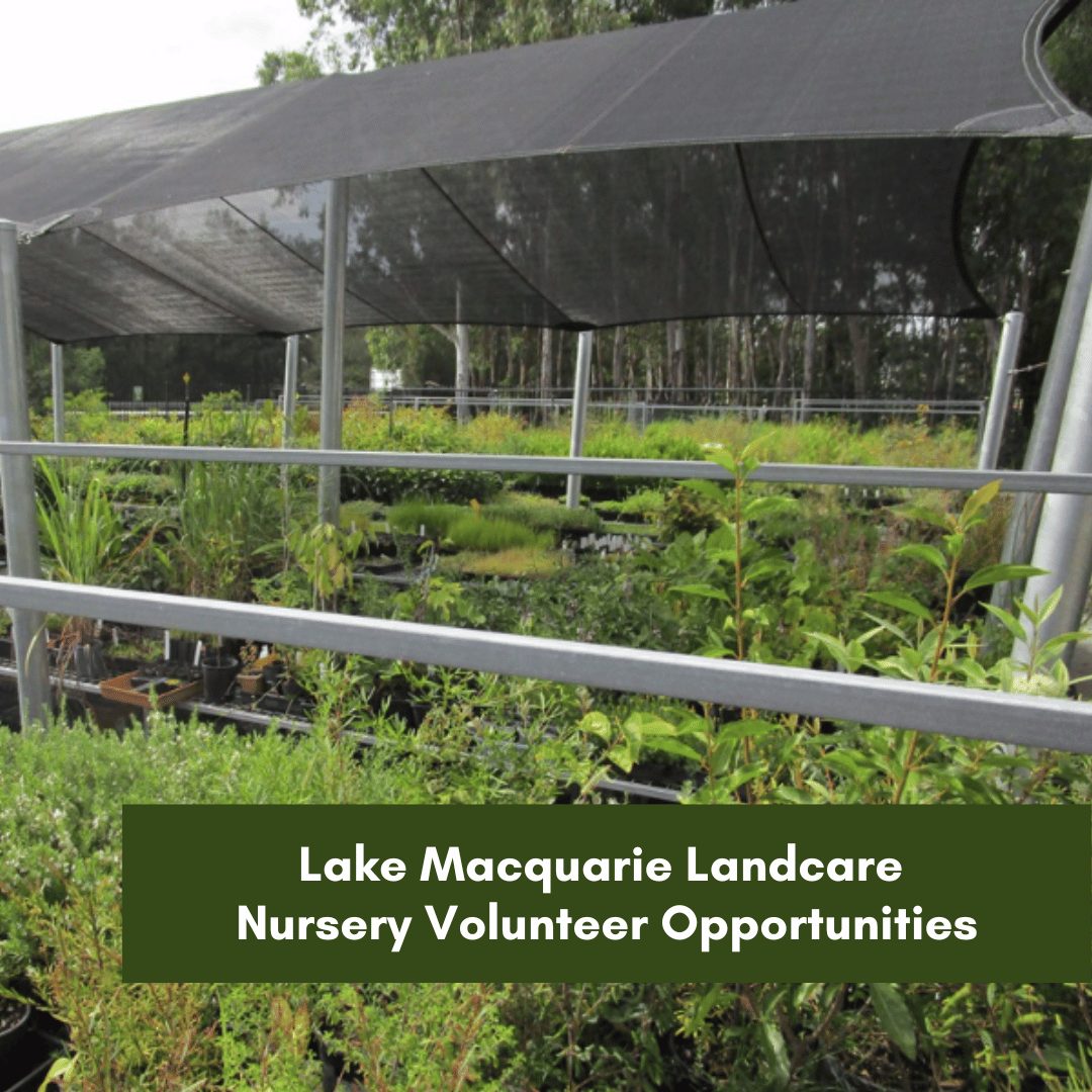 Lake Macquarie Landcare Nursery Volunteer Opportunities-2