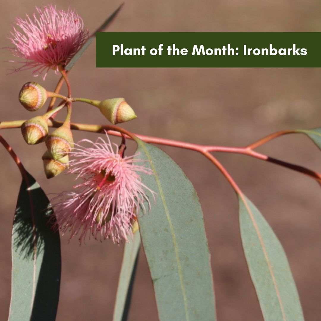 Plant of the Month - Ironbarks