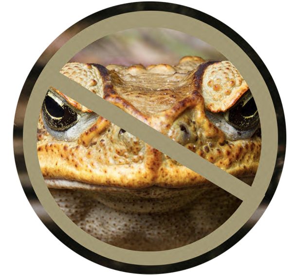 cane toad - Hunter Region Landcare