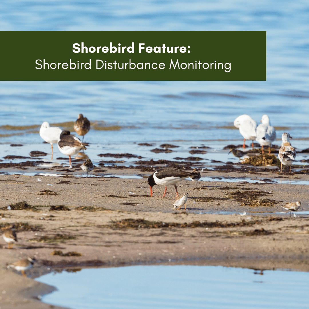 Shorebird Feature - Shorebird Disturbance Monitoring