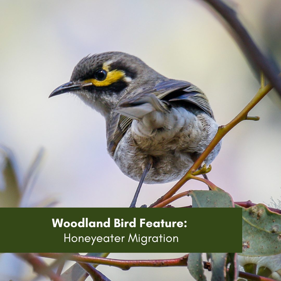 Woodland Bird Feature - Honeyeater Migration