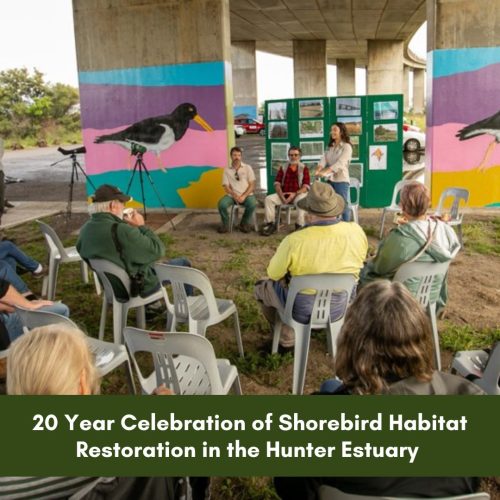 20 Year Celebration of Shorebird Habitat Restoration in the Hunter Estuary