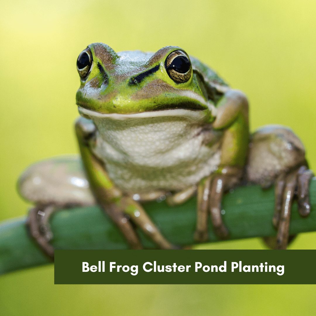 Bell Frog Cluster Pond Planting