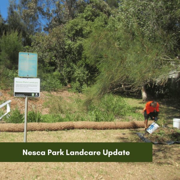 Nesca Park Landcare, Cooks Hill – transformation of an urban weedy gully to a restored Littoral Rainforest.