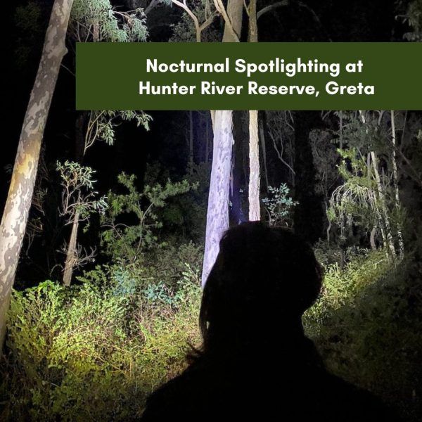 Nocturnal Spotlighting at Hunter River Reserve, Greta