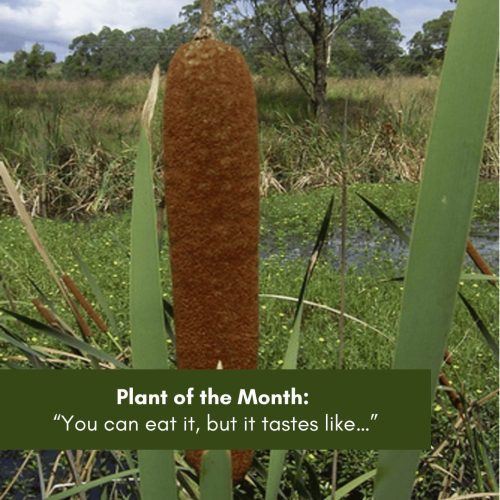 Plant of the Month: “You can eat it, but it tastes like…”