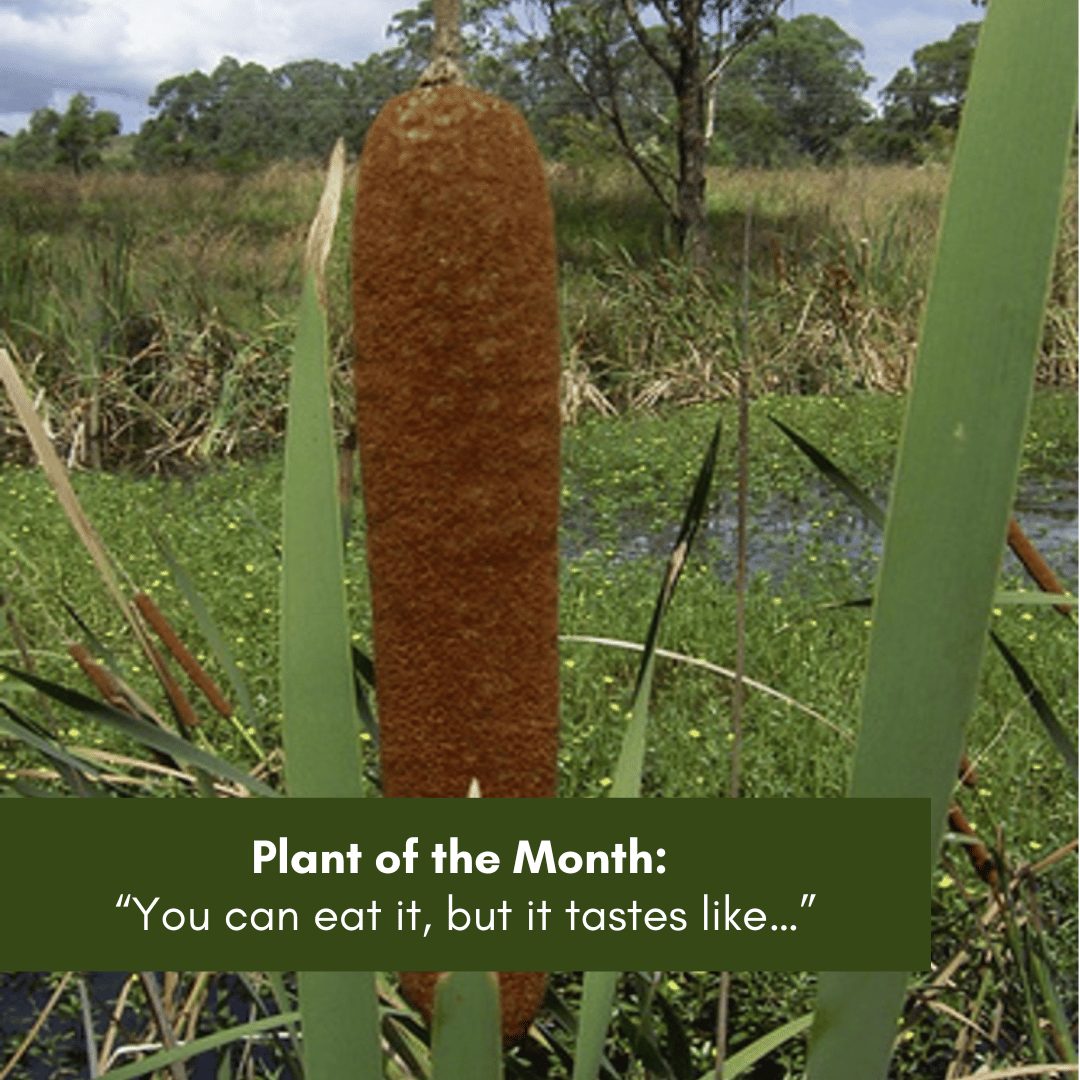 Plant of the Month - Bush Food