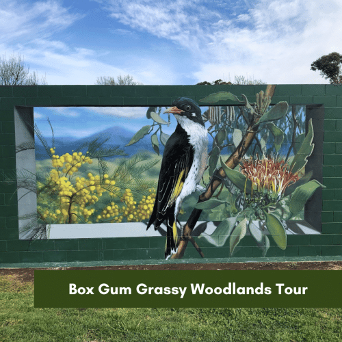 Box Gum Grassy Woodlands Tour