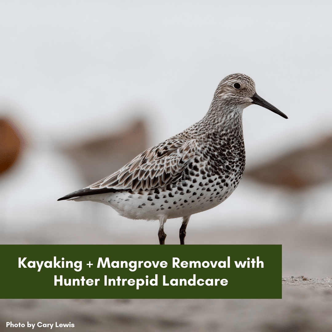 Kayaking + Mangrove Removal with Hunter Intrepid Landcare