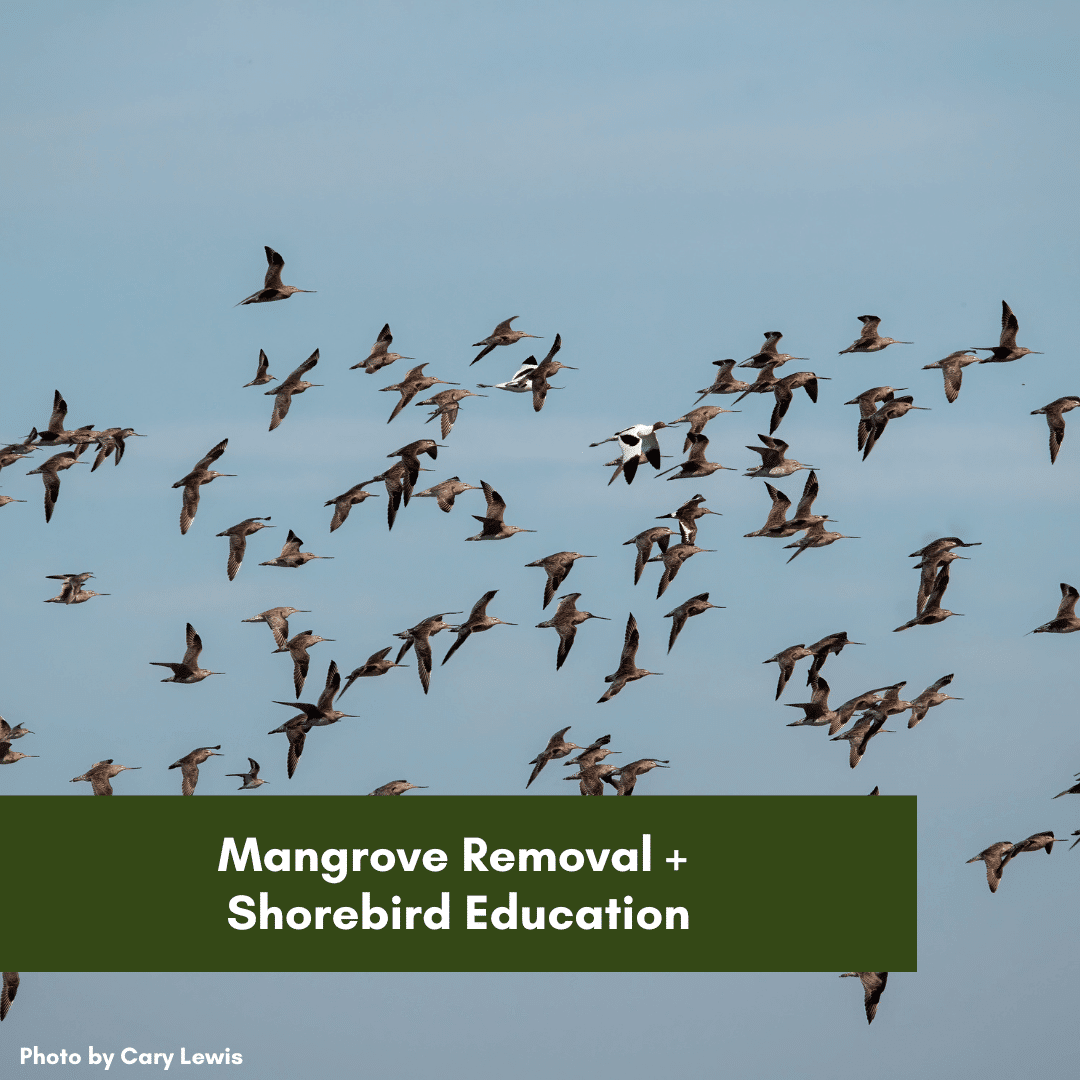 Mangrove Removal + Shorebird Education