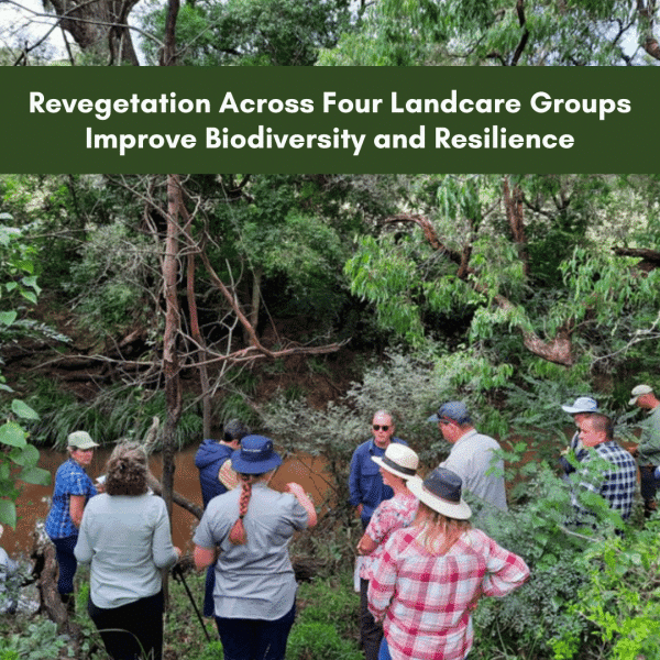Revegetation Across Four Landcare Groups Improve Biodiversity and Resilience