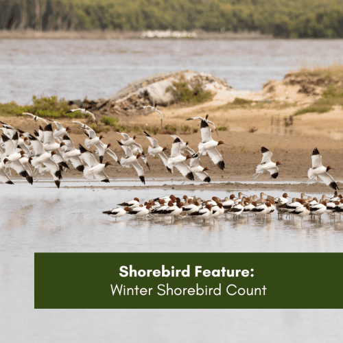 Shorebird Feature: Winter Shorebird Count