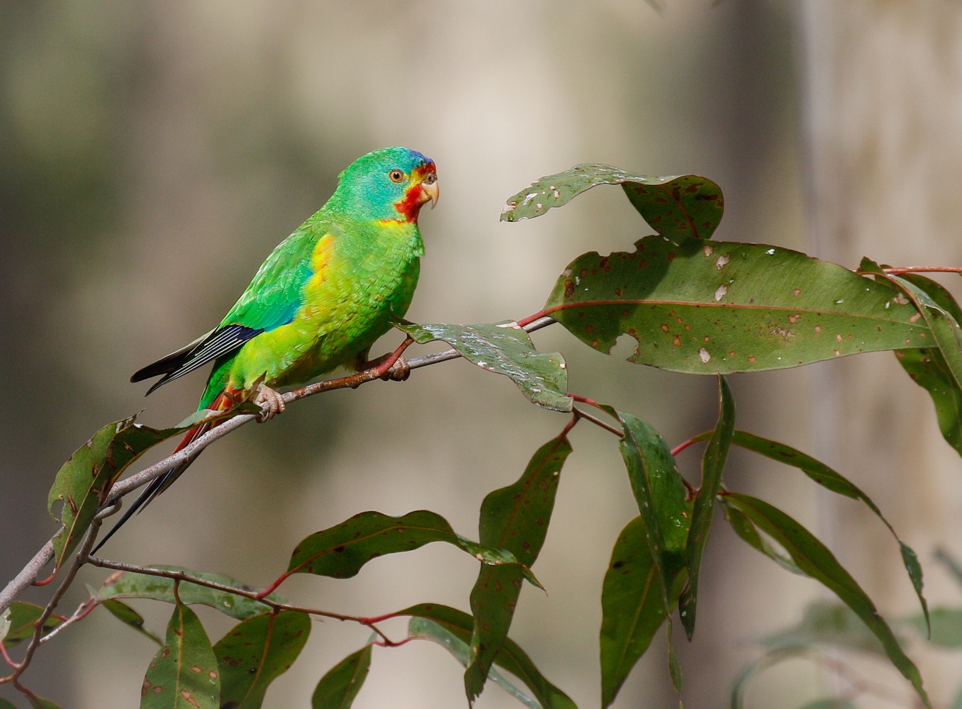Swift Parrot - Perched - Mick Roderick