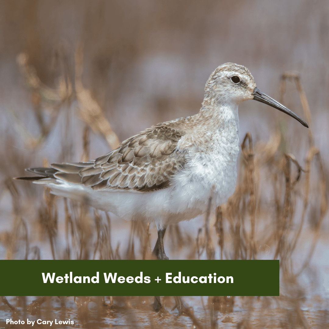 Wetland Weeds + Education