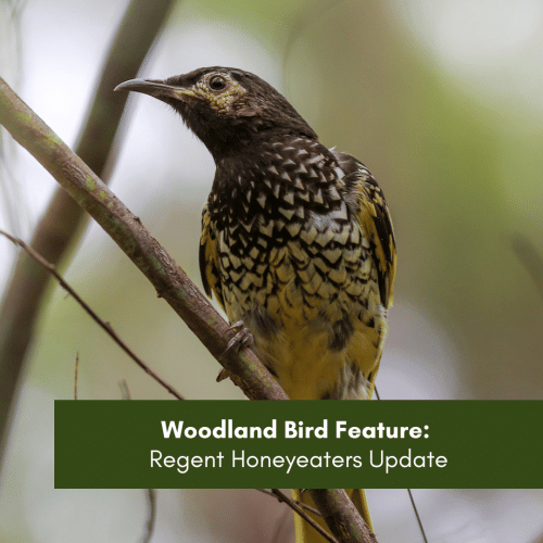 Woodland Bird Feature: Regent Honeyeaters Update