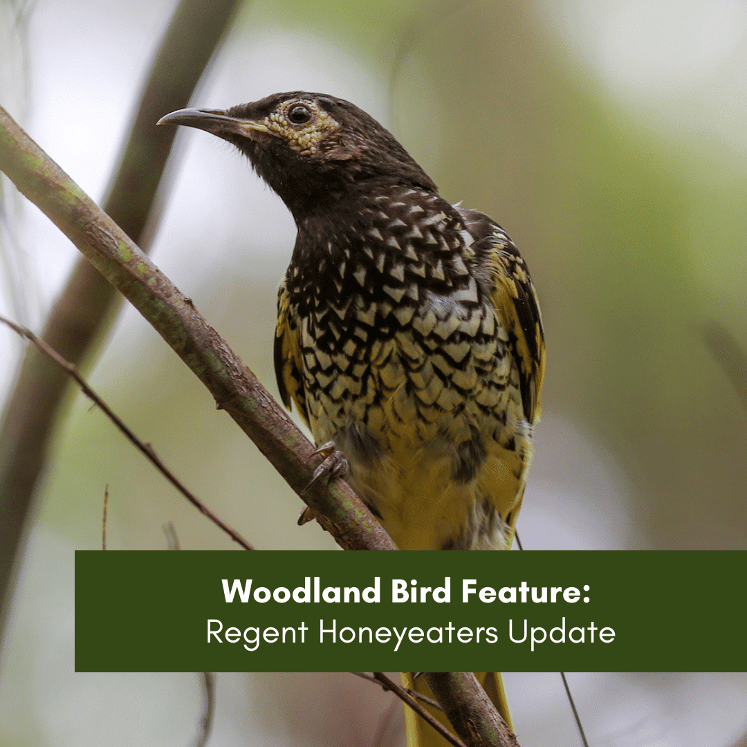 Woodland Bird Feature Regent Honeyeaters Update