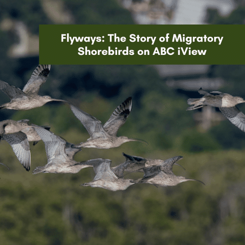 Flyways: The Story of Migratory Shorebirds on ABC iView