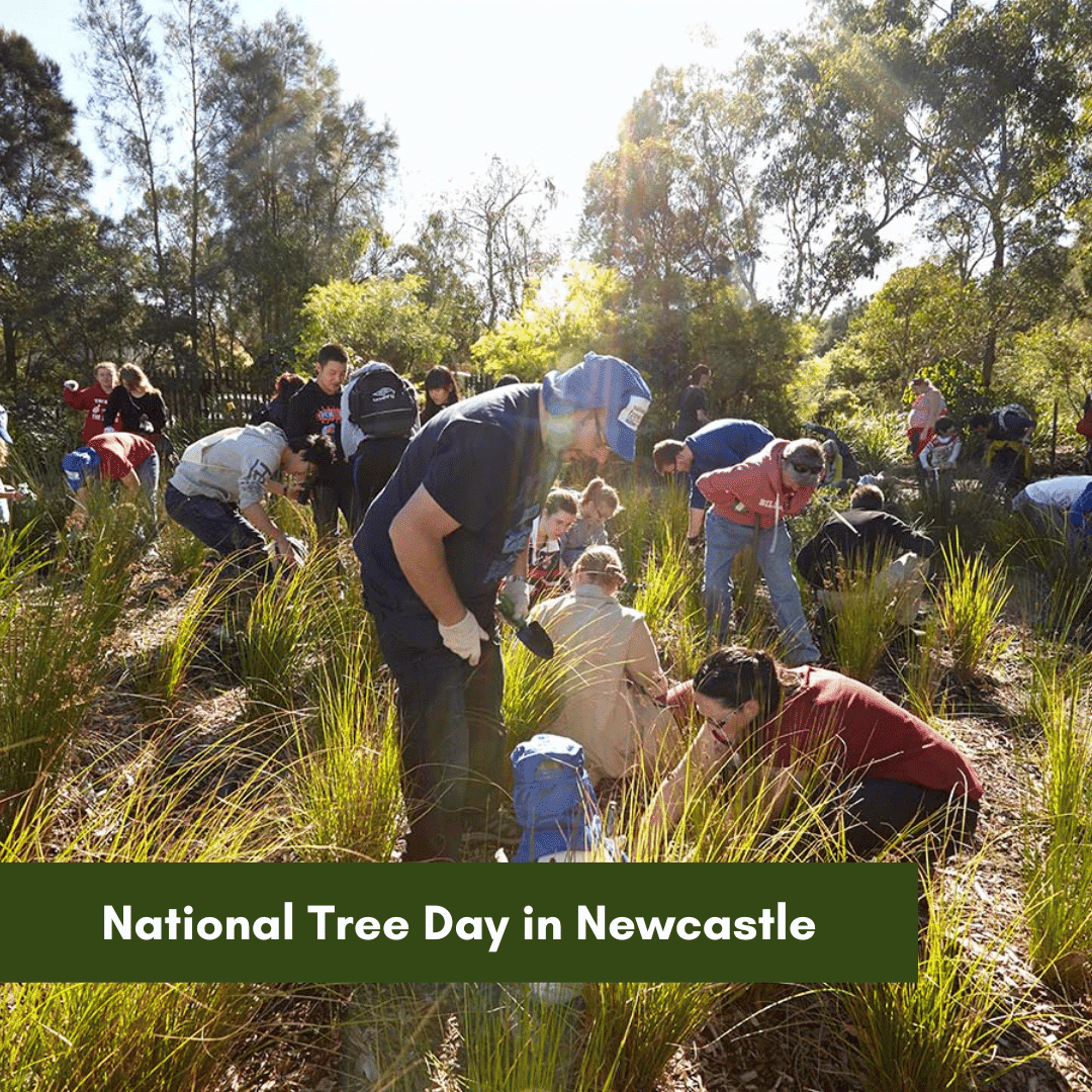 National Tree Day in Newcastle