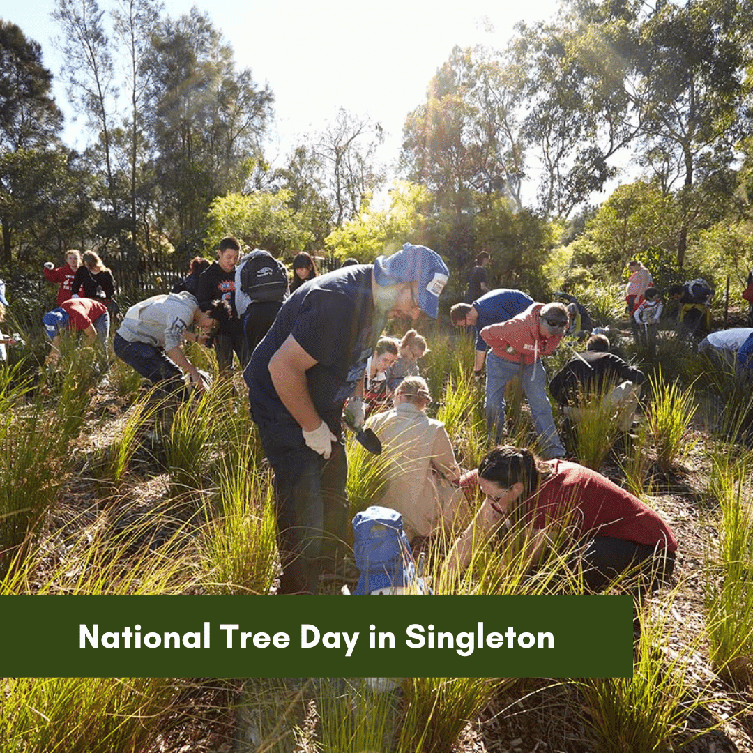 National Tree Day in Singleton