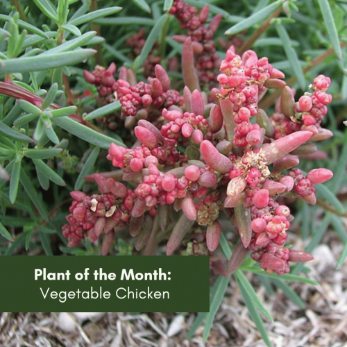 Plant of the Month: Vegetable Chicken