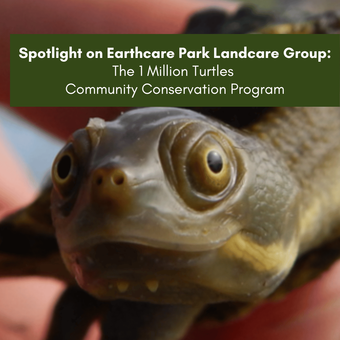 Spotlight on Earthcare Park Landcare Group and the 1 Million Turtles Community Conservation Program