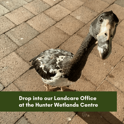 Drop into our Landcare Office at the Hunter Wetlands Centre