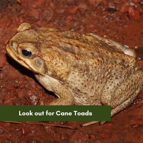 Cane Toad season is fast approaching, and we are on the lookout.