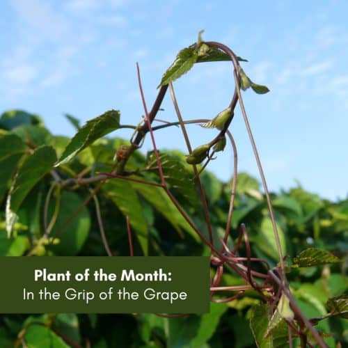 Plant of the Month: In the Grip of the Grape