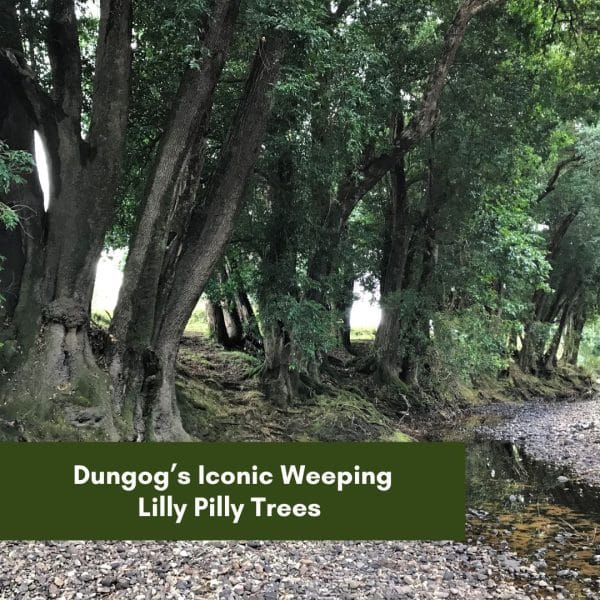 Dungog’s Iconic Weeping Lilly Pilly Trees (500 to 1000 years old)