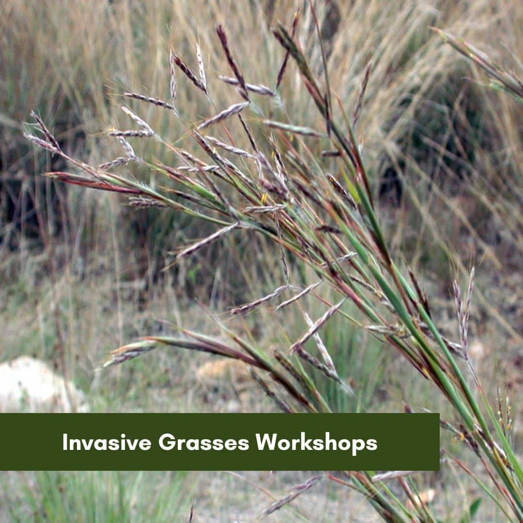 Invasive Grasses