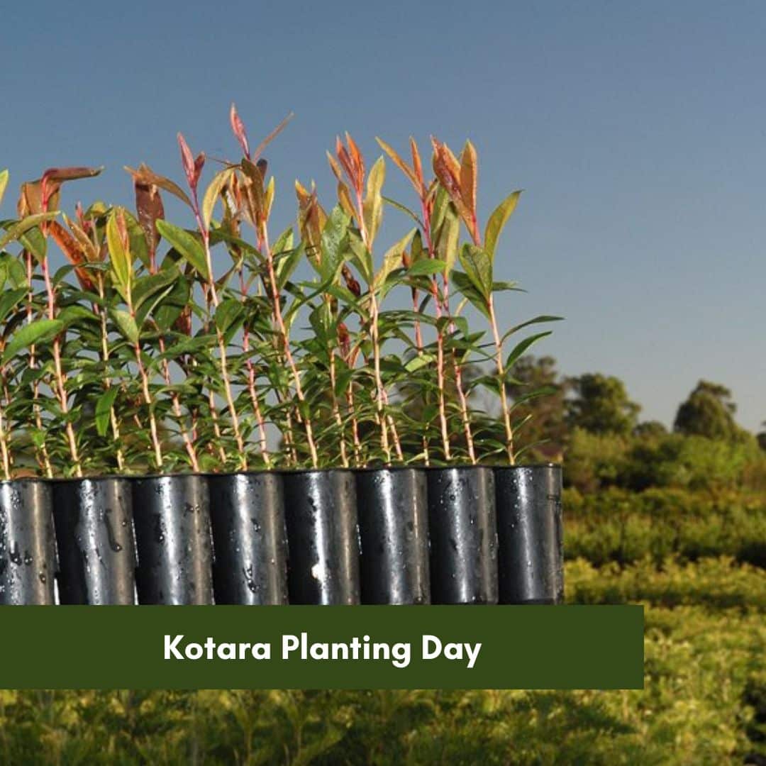Kotara Planting Day