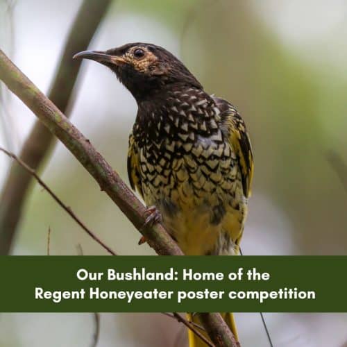 Our Bushland: Home of the Regent Honeyeater poster competition