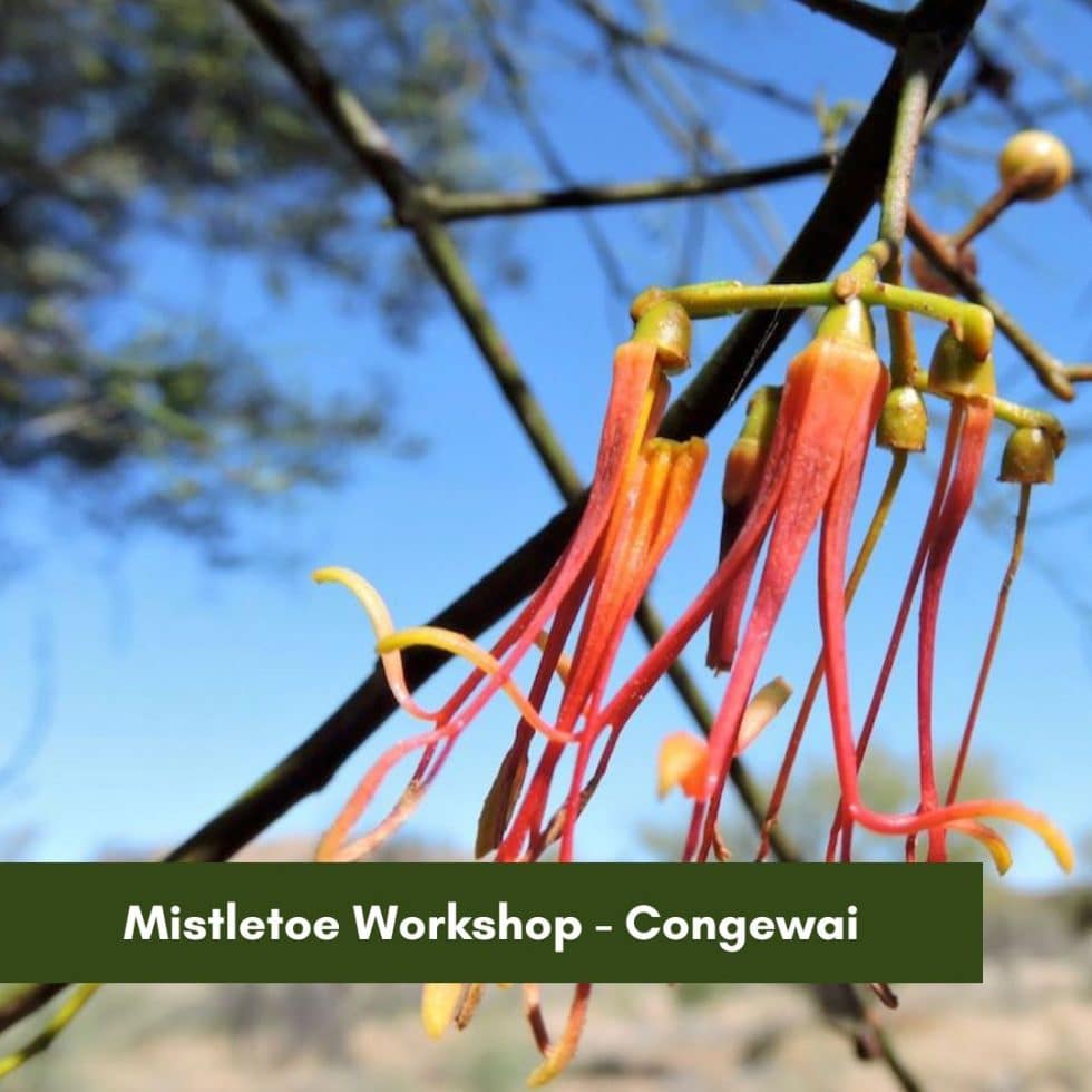 Mistletoe Workshop - Congewai