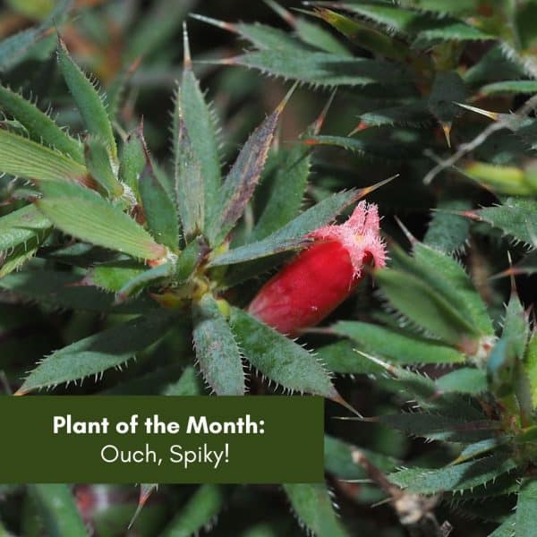Plant of the Month: Ouch, Spiky!