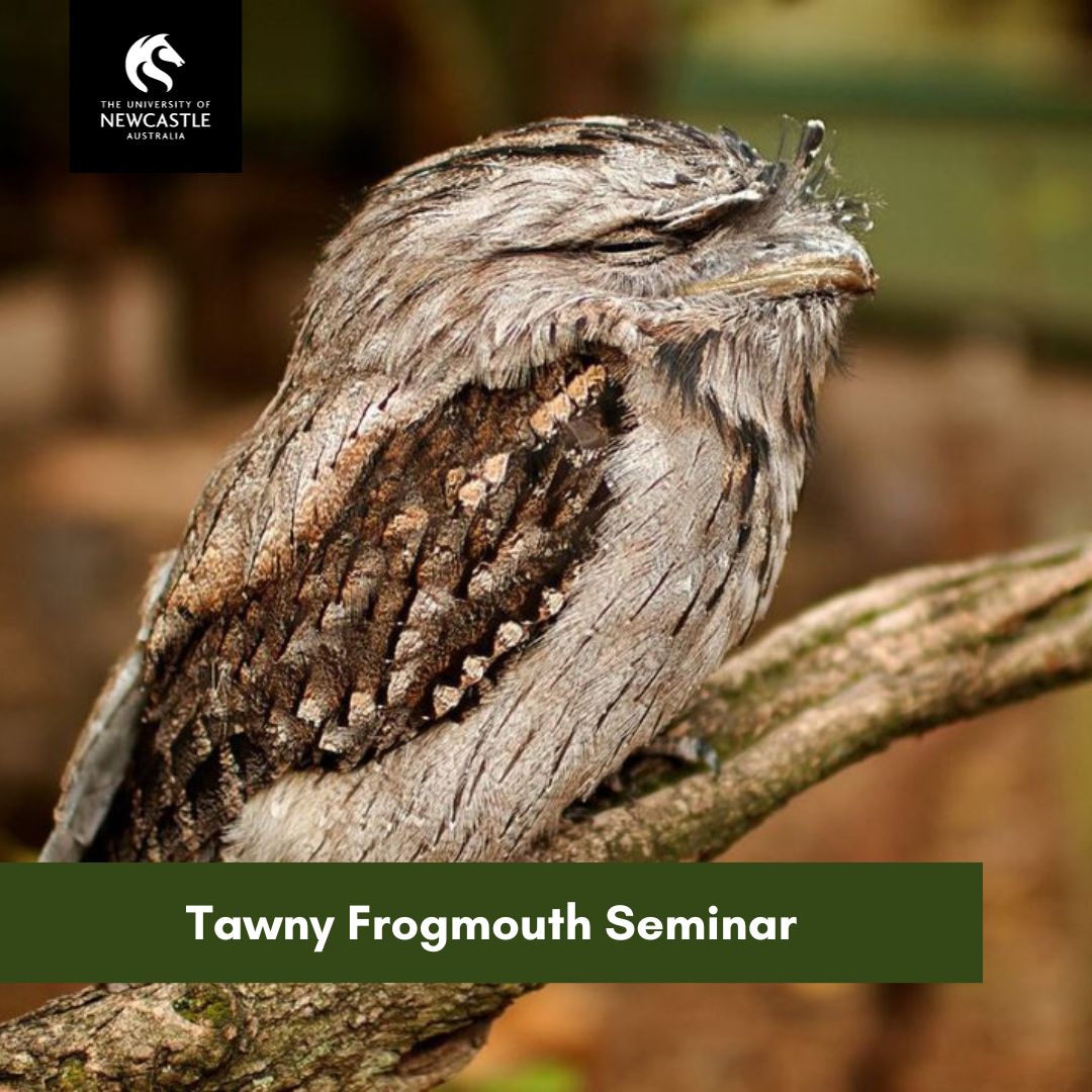 Tawny Frogmouth Seminar