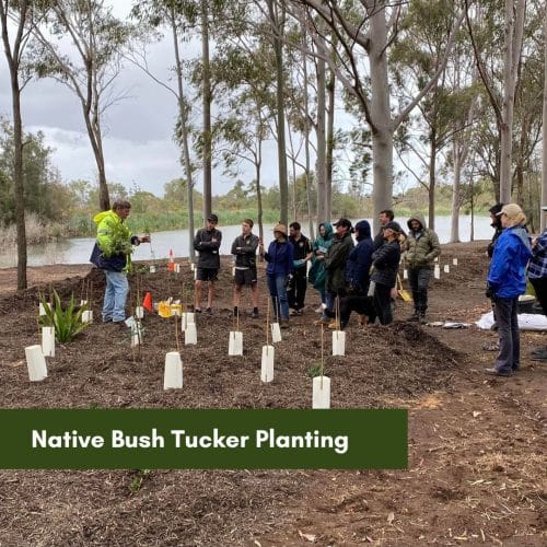 Native Bush Tucker planting with Hunter Valley Wine Country Landcare