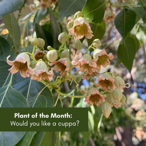 Plant of the Month: Would you like a cuppa?
