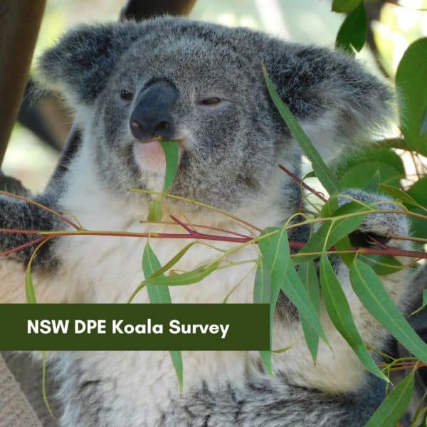NSW DPE Koala Survey