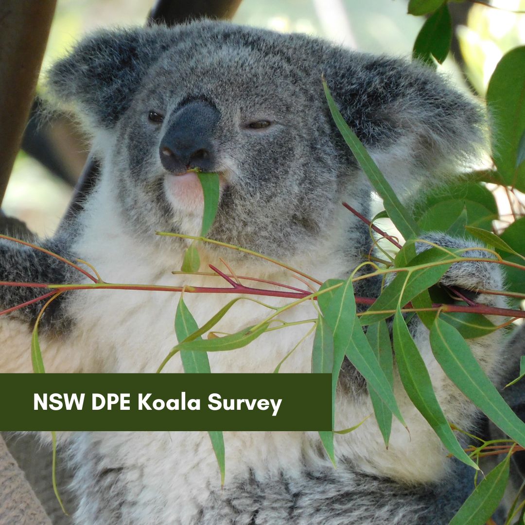 Koala Survey