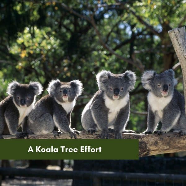 A Koala Tree Effort