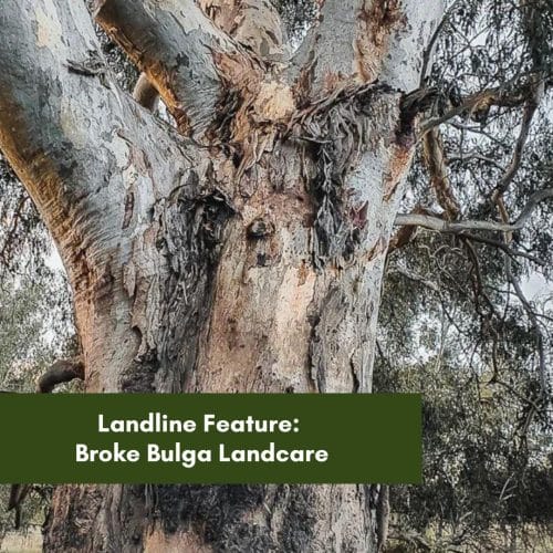 Landline Feature: Broke Bulga Landcare’s River Red Gum