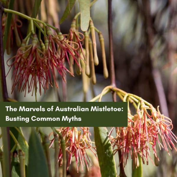 The Marvels of Australian Mistletoe: Busting Common Myths