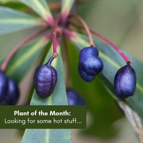 Plant of the Month: Looking for some hot stuff…