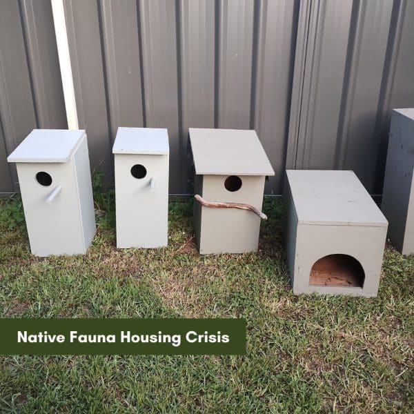 The Housing crisis is real – for native fauna.