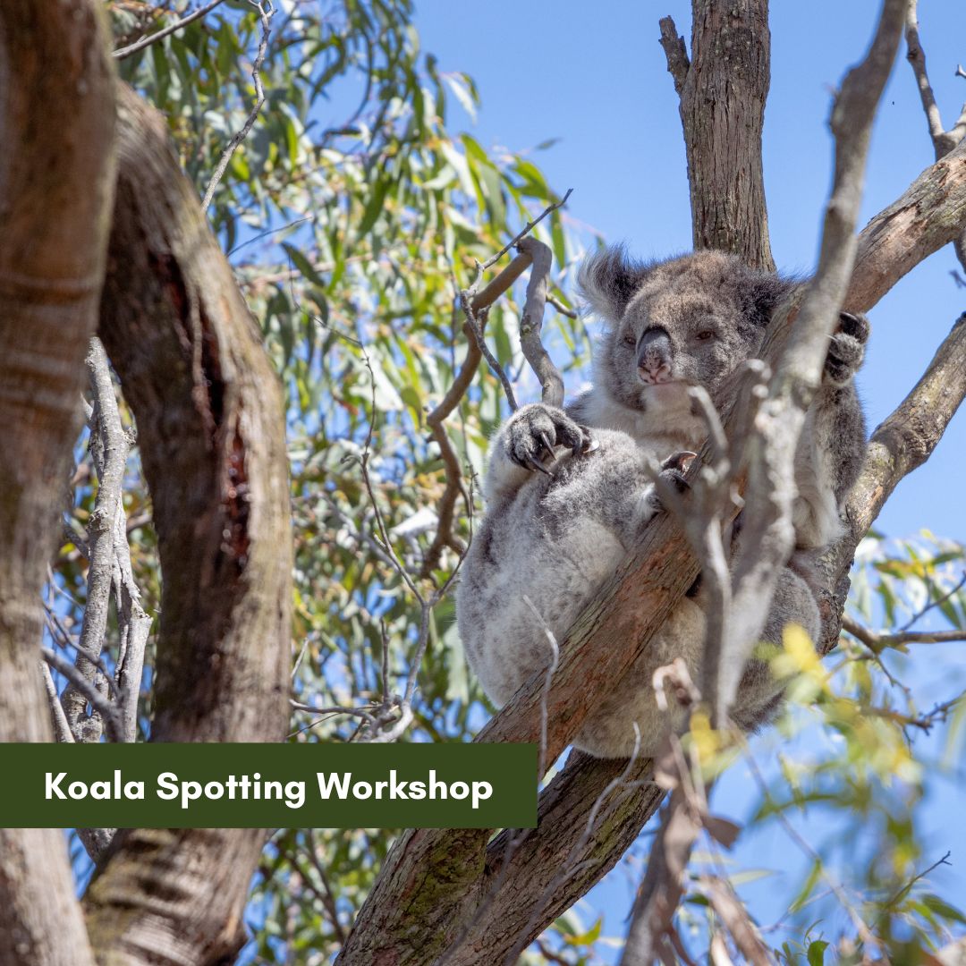 Koala Spotting Workshop
