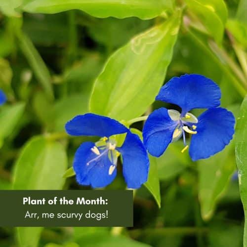 Plant of the Month: Arr, me scurvy dogs!